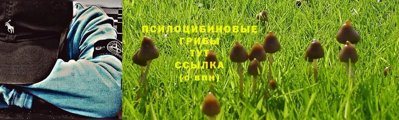 Псилоцибиновые грибы Psilocybine cubensis  Ивангород 